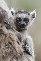 Ring-tailed Lemur (Lemur catta) week-old baby clinging to mother, Berenty Private Reserve, Madagascar