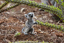 Ring-tailed Lemur (Lemur catta) two-week-old baby looking at Madagascan Ocotillo (Allaudia procera) cactus, Berenty Private Reserve, Madagascar