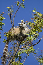 Ring-tailed Lemur (Lemur catta) mother with two-week-old baby feeding on young leaves, Berenty Private Reserve, Madagascar