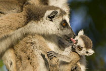 Ring-tailed Lemur (Lemur catta) female grooming another female's offspring, Berenty Private Reserve, Madagascar