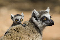 Ring-tailed Lemur (Lemur catta) two-week-old baby clinging to mother, Berenty Private Reserve, Madagascar