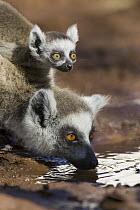 Ring-tailed Lemur (Lemur catta) mother with two-week-old baby drinking, Berenty Private Reserve, Madagascar