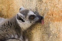 Ring-tailed Lemur (Lemur catta) licking cement wall for salt , Berenty Private Reserve, Madagascar