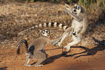 Ring-tailed Lemur (Lemur catta) young males fighting, Berenty Private Reserve, Madagascar