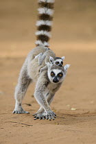 Ring-tailed Lemur (Lemur catta) running with baby on her back, Berenty Private Reserve, Madagascar