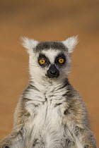 Ring-tailed Lemur (Lemur catta) , Berenty Private Reserve, Madagascar