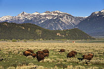 American Bison (Bison bison) herd near Mormon Row, Grand Teton National Park, Wyoming