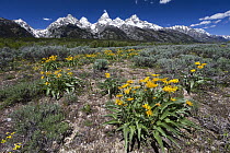 Balsamroot Sunflowers (Balsamorhiza sagittata) and Teton Range, Grand Teton National Park, Wyoming
