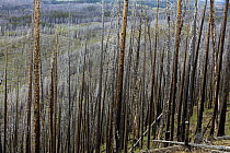 Bare trunks of burnt forest, Yellowstone Lake, Yellowstone National Park, Wyoming