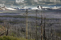 Trunks of burnt forest and Absaroko Range mountains viewed from Lake Butte, on North shore of Yellowstone Lake, Yellowstone National Park, Wyoming