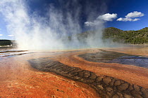 Thermophile bacterial mats and steam rising from Grand Prismatic Spring, Midway Geyser Basin, Yellowstone National Park, Wyoming