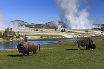 American Bison (Bison bison) pair grazing beside Firehole River, Midway Geyser Basin, Yellowstone National Park, Wyoming