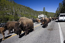 American Bison (Bison bison) herd on road near Firehole River, Yellowstone National Park, Wyoming