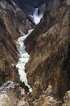 Lower Falls and Grand Canyon of Yellowstone, Yellowstone National Park, Wyoming