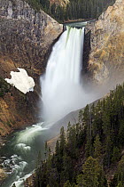 Lower Falls, Grand Canyon of Yellowstone, Yellowstone National Park, Wyoming