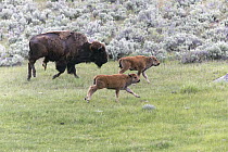 American Bison (Bison bison) cow with two calves running, Lamar Valley, Yellowstone National Park, Wyoming