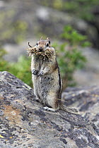 Golden-mantled Ground Squirrel (Callospermophilus lateralis) with mouth and cheek pouches full of vegetation, Yellowstone National Park, Wyoming