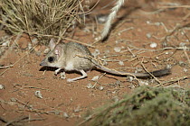 Kultarr (Antechinomys laniger), Alice Springs Desert Park, Northern Territory, Australia