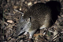 Southern Brown Bandicoot (Isoodon obesulus) at night, Australia