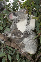 Koala (Phascolarctos cinereus) mother and joey feeding in tree, Australian Reptile Park, New South Wales, Australia