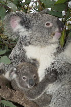 Koala (Phascolarctos cinereus) mother and joey feeding in tree, Australian Reptile Park, New South Wales, Australia