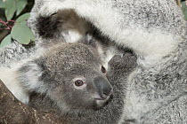 Koala (Phascolarctos cinereus) mother and joey, Australian Reptile Park, New South Wales, Australia