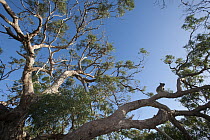 Koala (Phascolarctos cinereus) in Gum Tree (Eucalyptus sp), Port Lincoln, South Australia, Australia