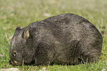 Common Wombat (Vombatus ursinus), Victoria, Australia