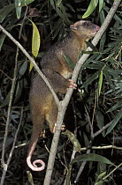 Eastern Common Cuscus (Phalanger intercastellanus) climbing in tree, New Guinea, Papua New Guinea
