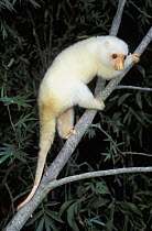 Short-tailed Spotted Cuscus (Spilocuscus maculatus), white morph, climbing tree, Australia