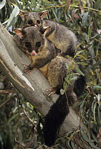 Common Brush-tailed Possum (Trichosurus vulpecula) mother and joey in tree, Australia