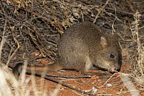 Brush-tailed Bettong (Bettongia penicillata), Alice Springs Desert Park, Northern Territory, Australia