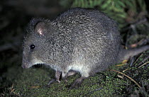 Long-nosed Potoroo (Potorous tridactylus), Australia