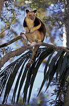 Goodfellow's Tree Kangaroo (Dendrolagus goodfellowi) in tree, New Guinea, Papua New Guinea