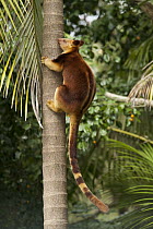 Goodfellow's Tree Kangaroo (Dendrolagus goodfellowi) climbing tree, Currumbin Wildlife Sanctuary, Queensland, Australia