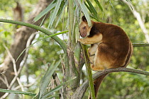 Goodfellow's Tree Kangaroo (Dendrolagus goodfellowi) in tree, Currumbin Wildlife Sanctuary, Queensland, Australia
