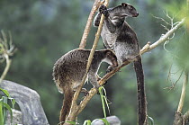 Dusky Tree-kangaroo (Dendrolagus inustus) pair in tree, New Guinea, Papua New Guinea