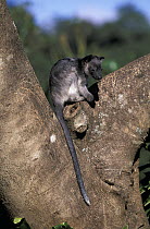 Lumholtz's Tree-kangaroo (Dendrolagus lumholtzi) in tree, Australia