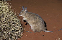 Rufous Hare-wallaby (Lagorchestes hirsutus), Australia