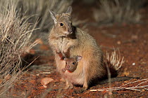 Rufous Hare-wallaby (Lagorchestes hirsutus) mother with joey in pouch, Alice Springs Desert Park, Northern Territory, Australia