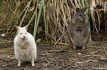 Tammar Wallaby (Macropus eugenii) albino and normal morph, Adelaide, South Australia, Australia