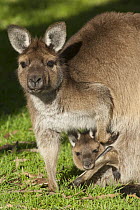 Western Grey Kangaroo (Macropus fuliginosus) mother with joey in pouch, Cleland Wildlife Park, Adelaide, South Australia, Australia
