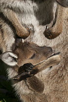 Western Grey Kangaroo (Macropus fuliginosus) joey licking forearm in mother's pouch to cool off, Cleland Wildlife Park, Adelaide, South Australia, Australia