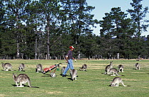 Eastern Grey Kangaroo (Macropus giganteus) group grazing on golf course near golfer, Australia