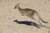 Eastern Grey Kangaroo (Macropus giganteus) hopping, New South Wales, Australia