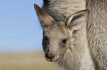 Eastern Grey Kangaroo (Macropus giganteus) joey in mother's pouch, New South Wales, Australia