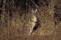 Bridled Nail-tailed Wallaby (Onychogalea fraenata), Australia