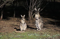 Bridled Nail-tailed Wallaby (Onychogalea fraenata) mother and joey, Australia