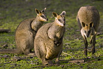 Swamp Wallaby (Wallabia bicolor) trio, Adelaide, South Australia, Australia