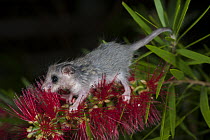 Western Pygmy Possum (Cercartetus concinnus) feeding on flower, Western Australia, Australia